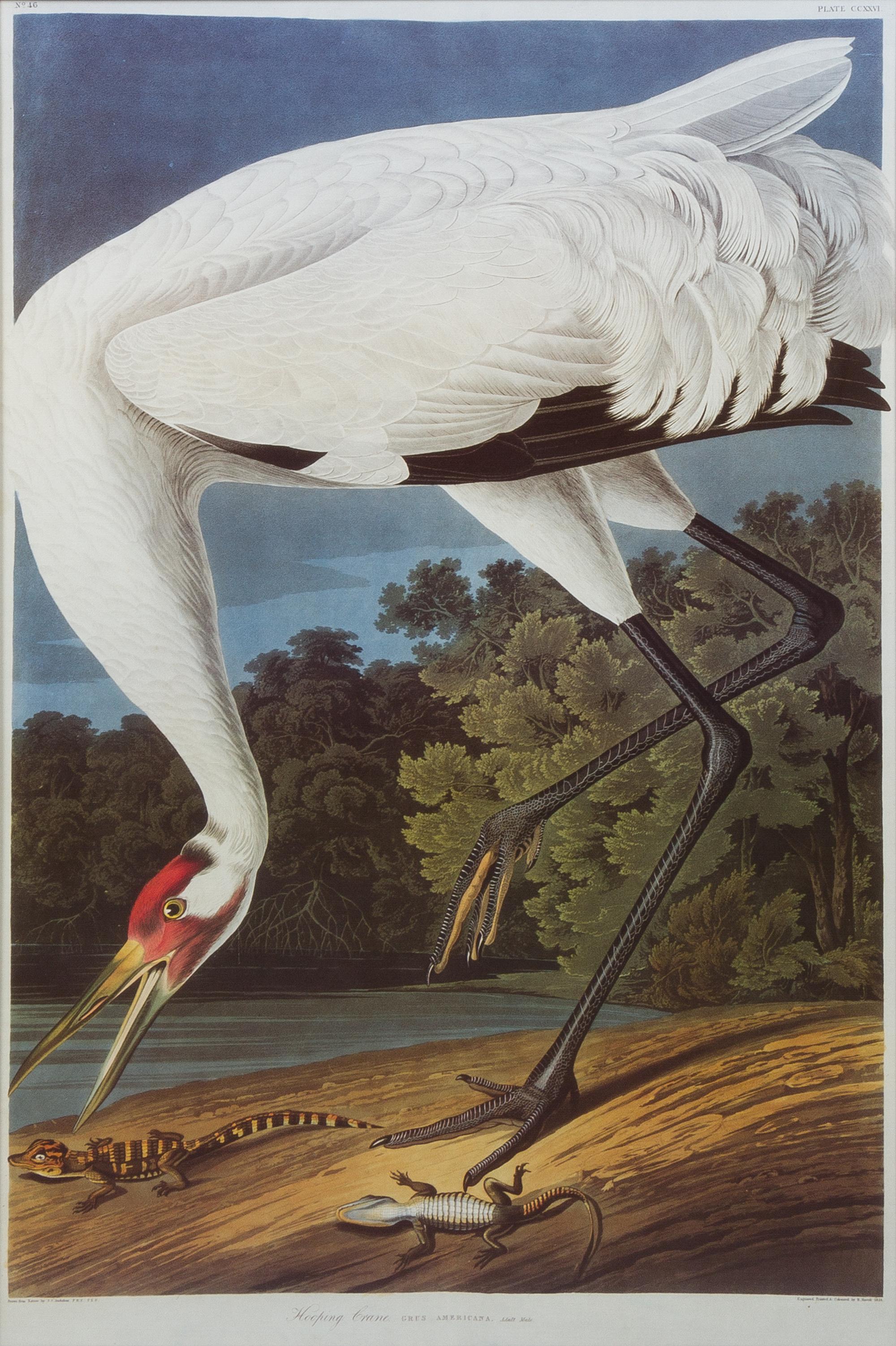 (AUDUBON, JOHN JAMES, after) HAVELL, ROBERT 51 x 36 inches (framed). — Grus Americana,plate ccxxvi, no.46. Engraving with etching, aquatint and hand-coloring from The Birds of America, 1834.