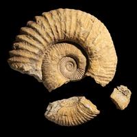 An Ammonite Fossil