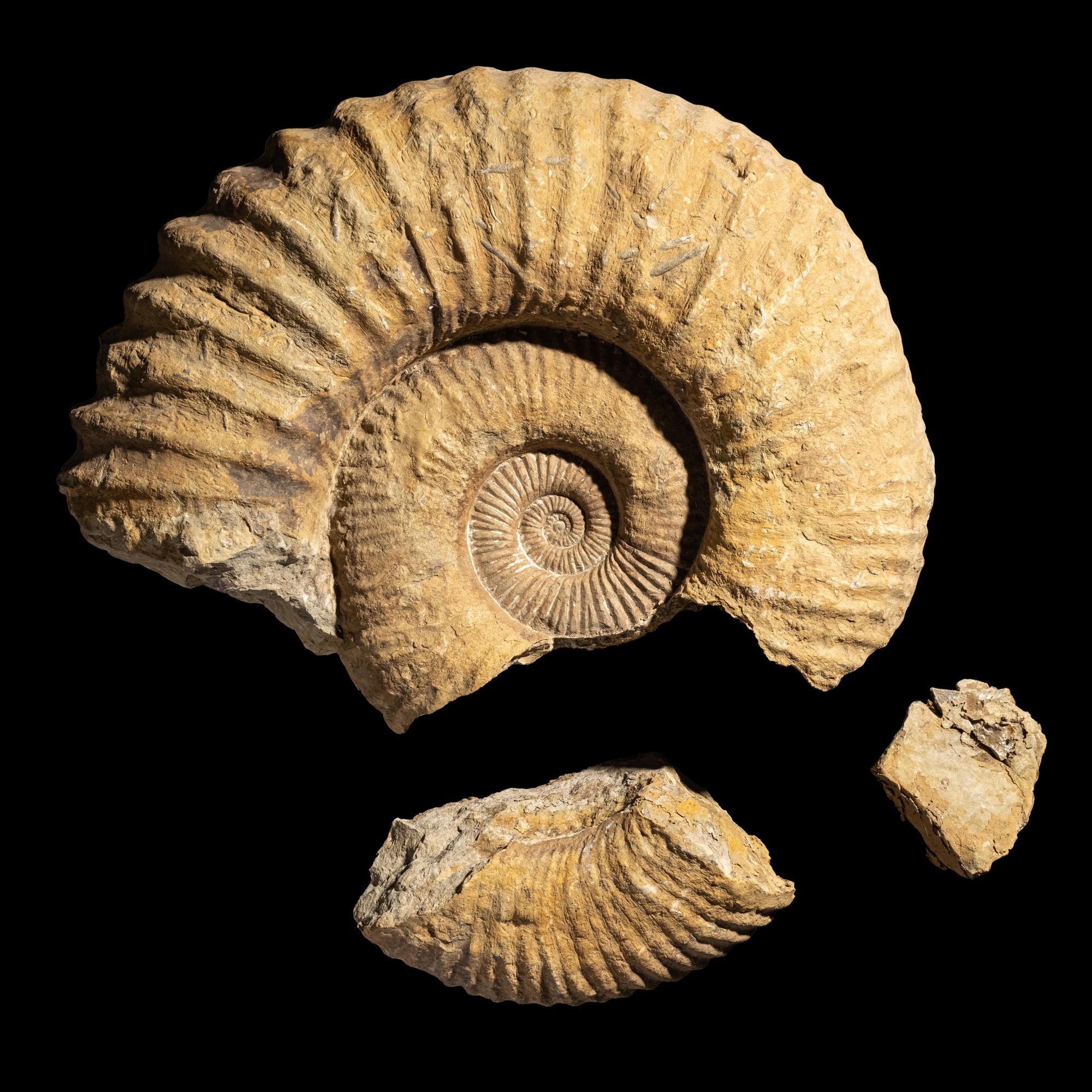 An Ammonite Fossil