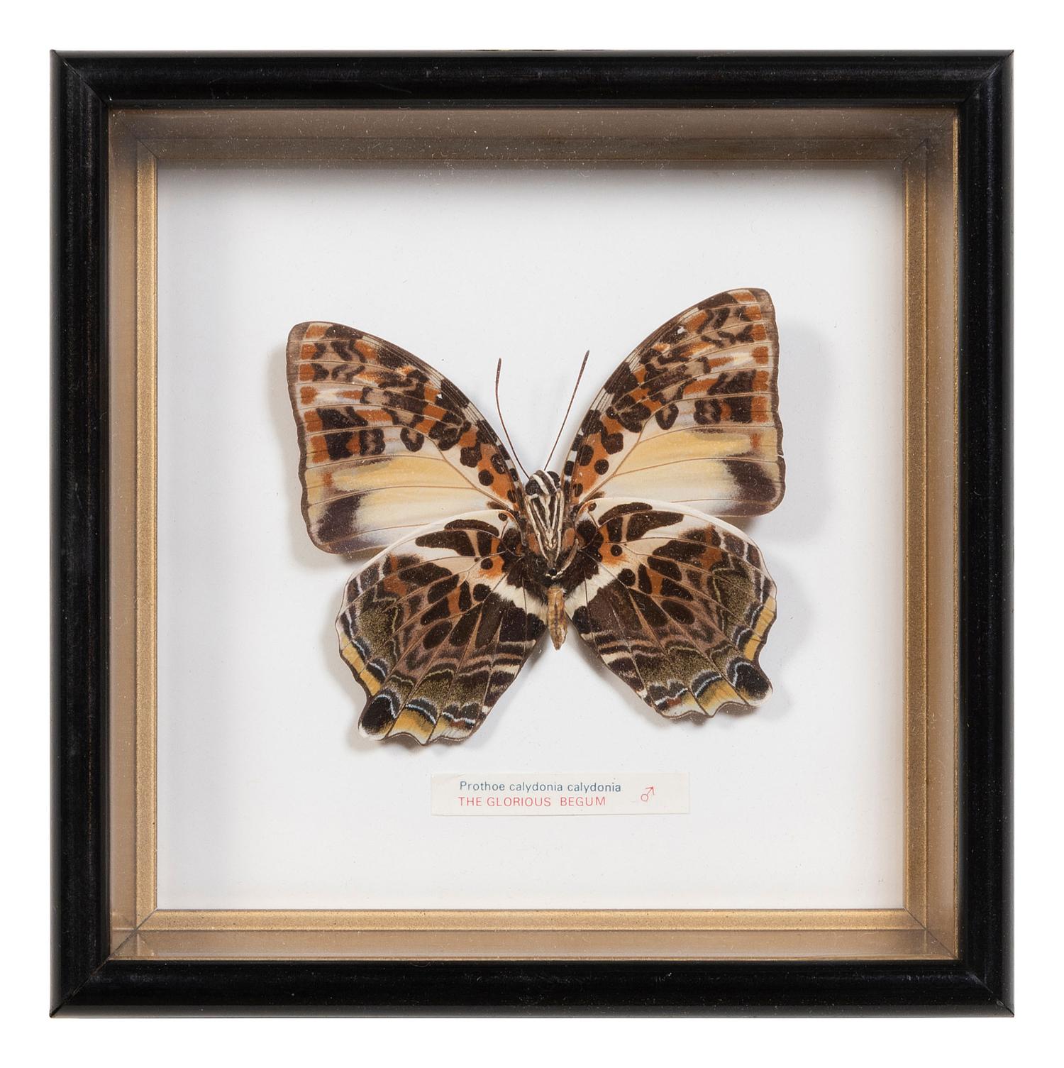 Seven Framed Groups of Lepidopterological Specimens