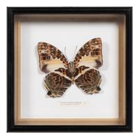 Seven Framed Groups of Lepidopterological Specimens