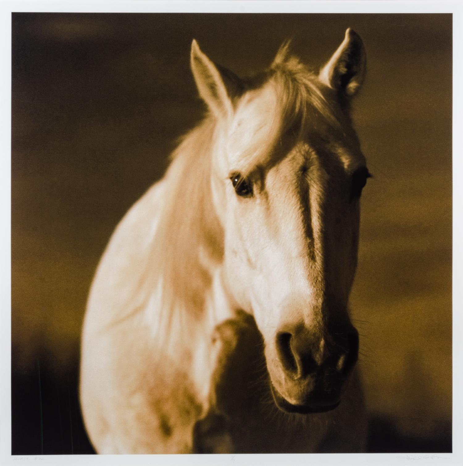 Horse 22 #1/14