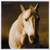 Horse 22 #1/14