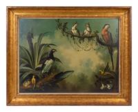 Tropical Birds
