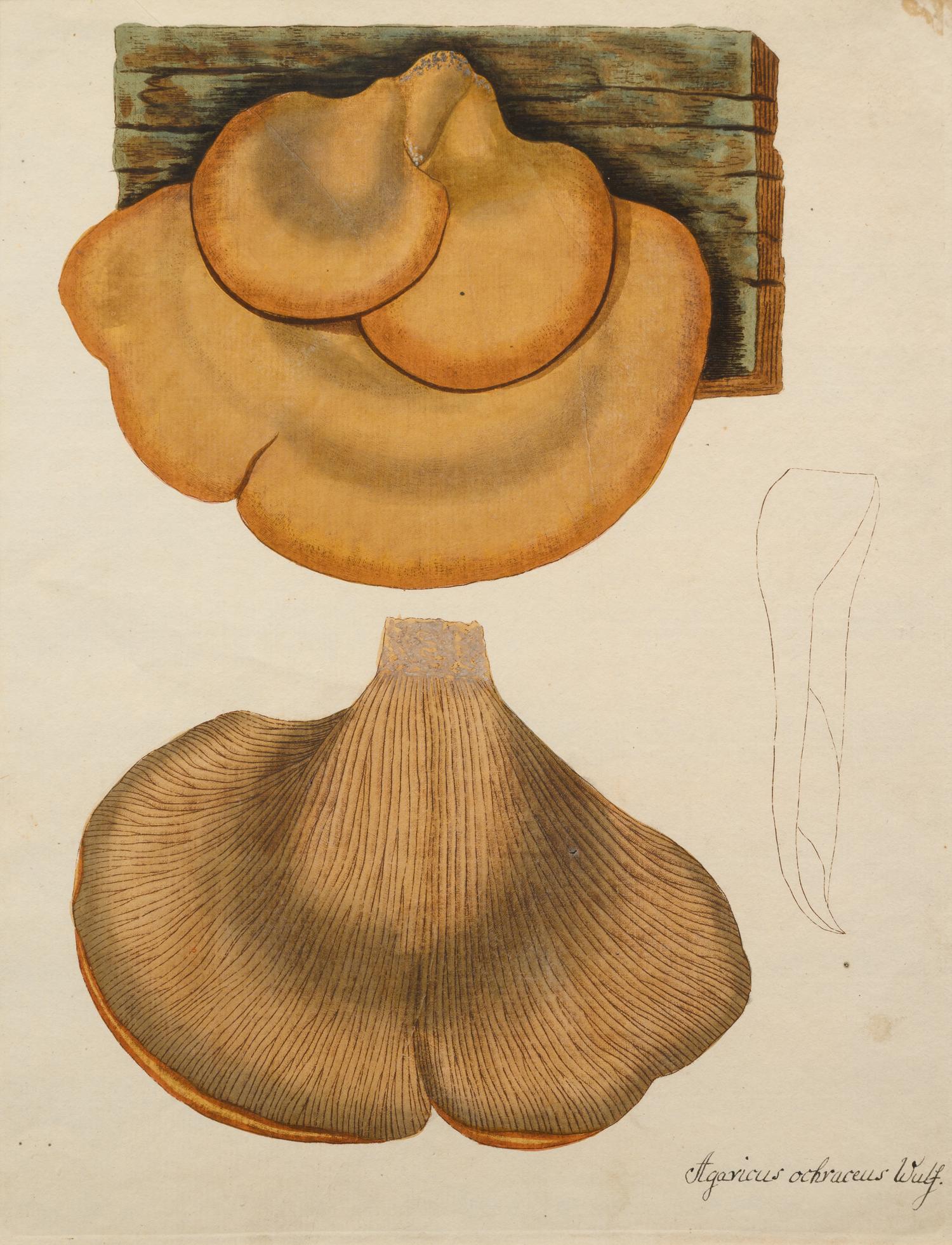 Five German Hand-Colored Engravings of Various Fungi (19th Century)