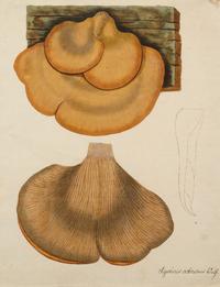 Five German Hand-Colored Engravings of Various Fungi (19th Century)