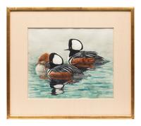 Hooded Merganser