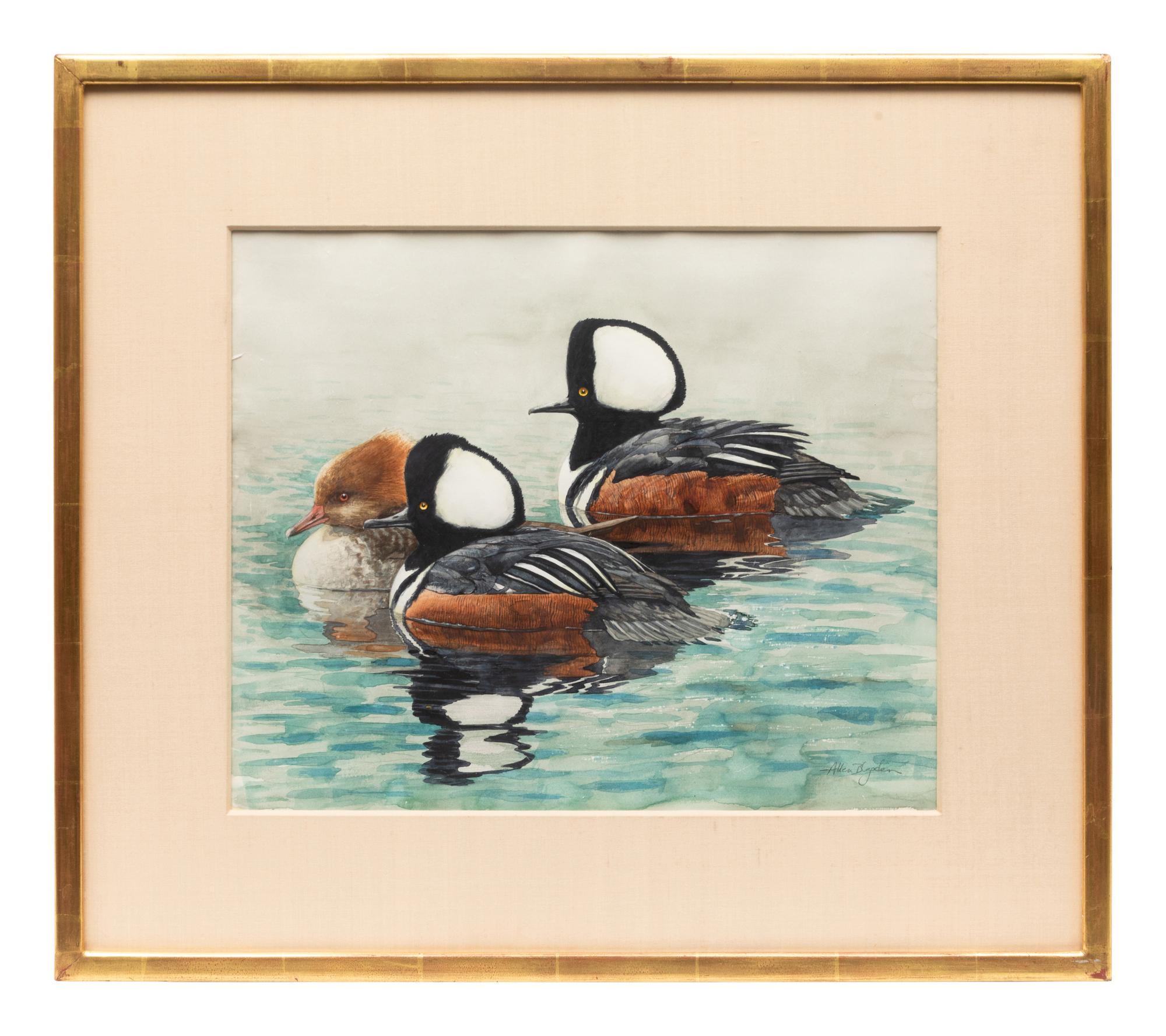 Hooded Merganser