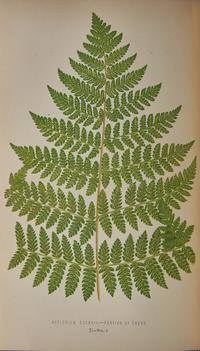 [Natural History] Lowe, E.J. Ferns: British and Exotic