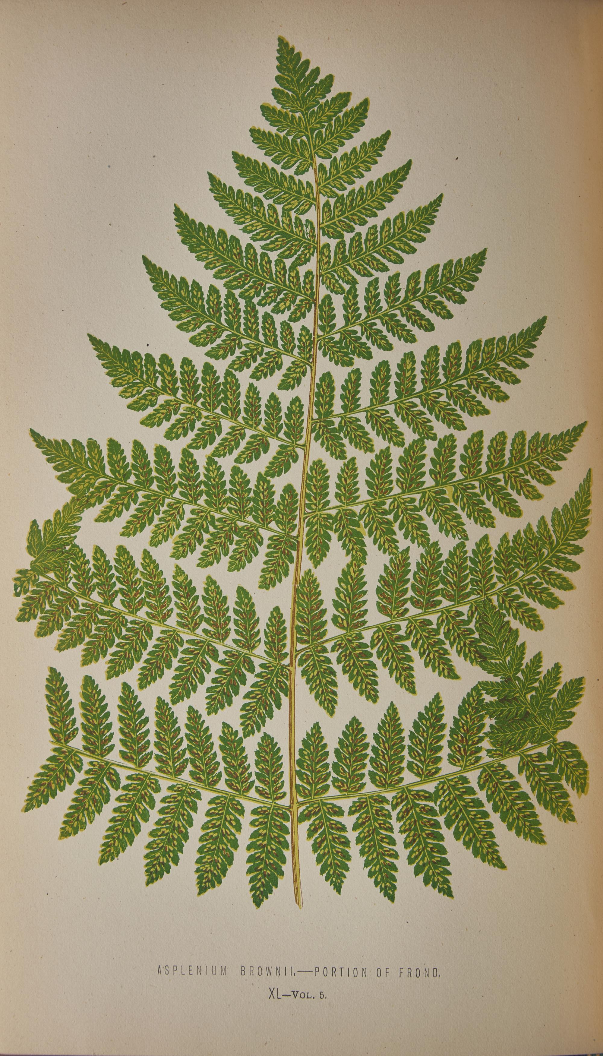[Natural History] Lowe, E.J. Ferns: British and Exotic