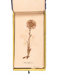 [SPECIMEN ALBUM]. "Phaneroganiae alpinae." 1869.