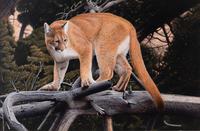 Out on a Limb