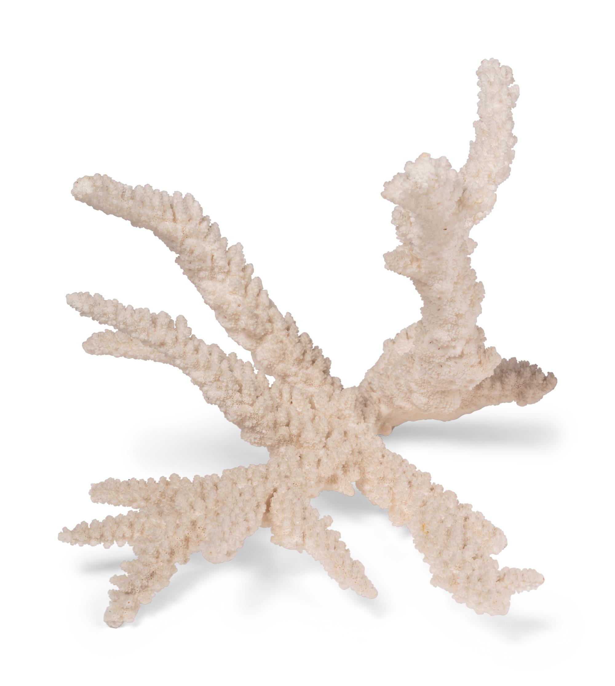 A Collection of Three White Coral Specimens