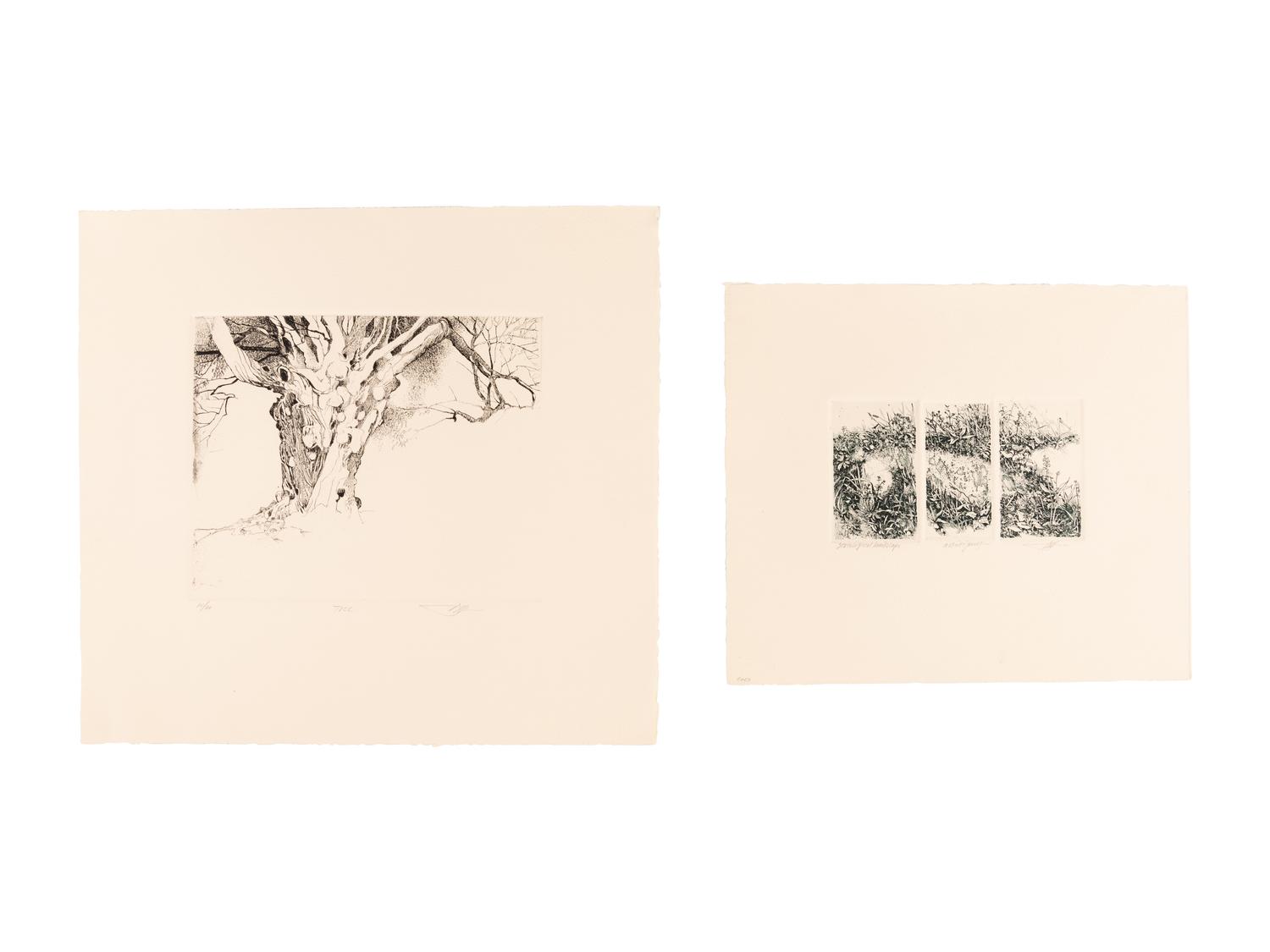 MOSER, Barry. Williston Tree 2. [ca 1979]. 372 x 408 mm. Etching. Captioned and signed in pencil, numbered 10/26. — Scatalogical Landscape. [ca 1979???]. 280 x 329 mm. Triptych on one sheet of separate etchings in dark green ink. Captioned and signed by Moser, inscribed “artist’s proof.”