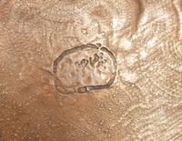 An English Electro-Plated Shield