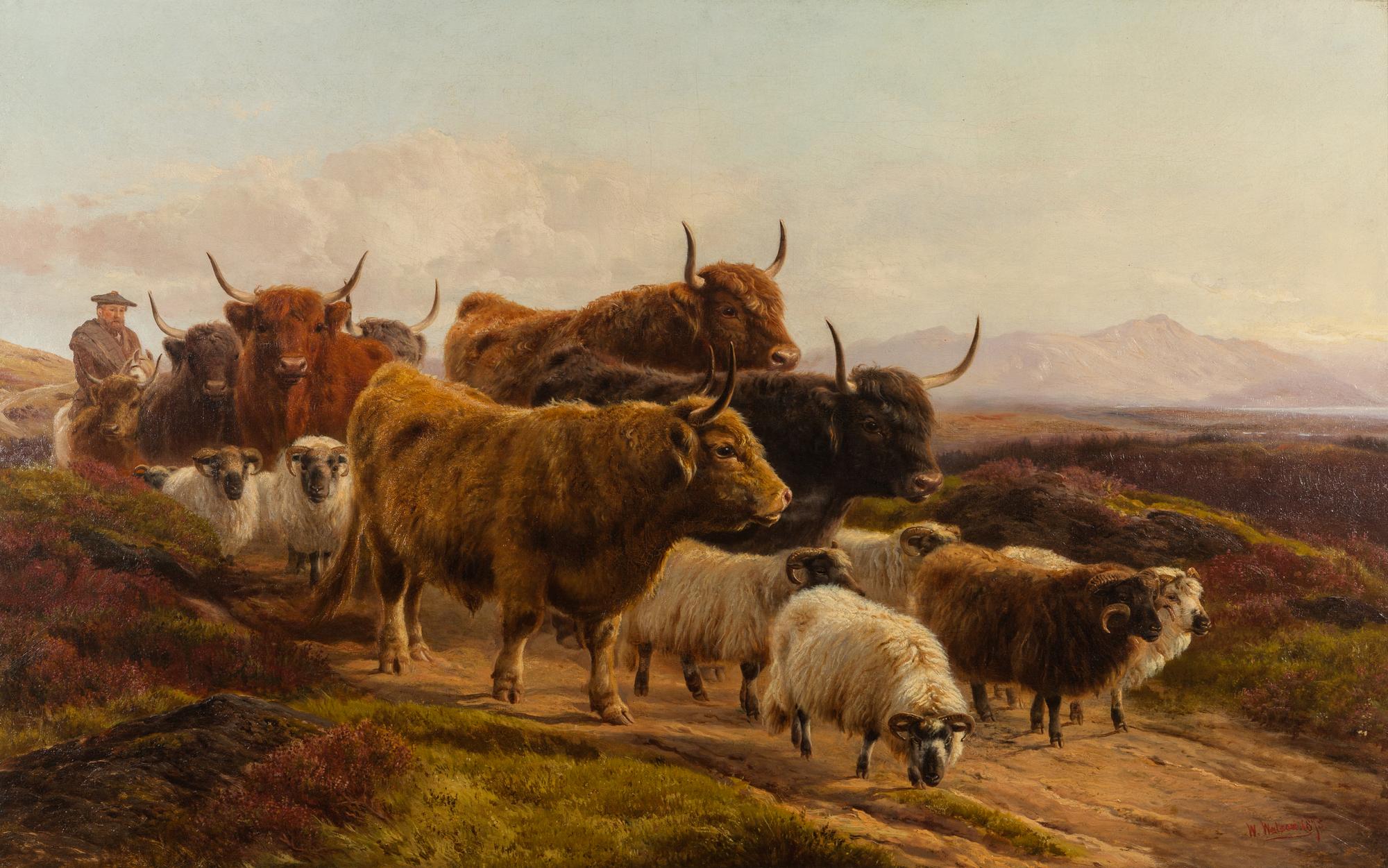 Highland Cattle and Sheep