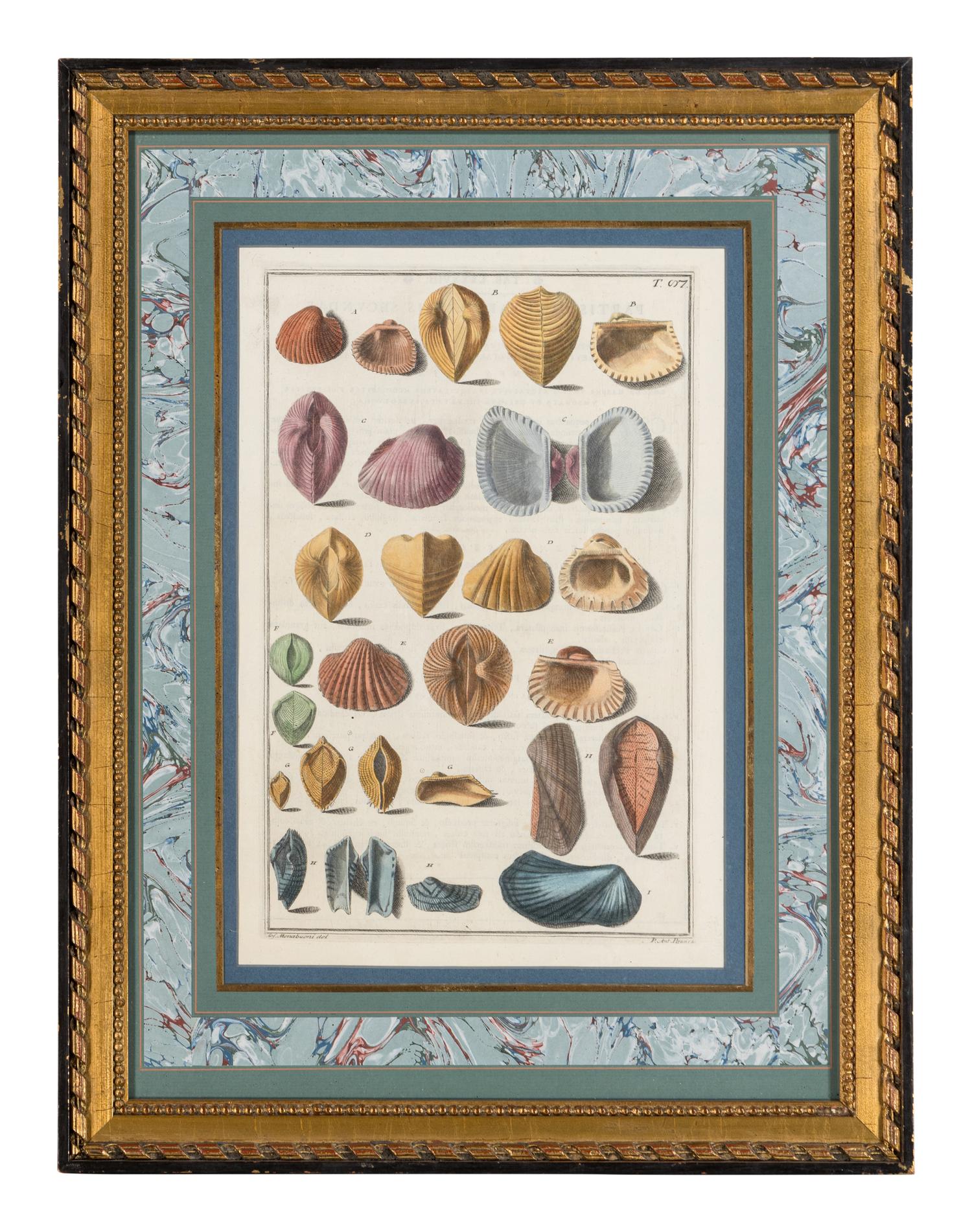Five Framed Hand-Colored Engravings Depicting Mineral and Shell Specimens