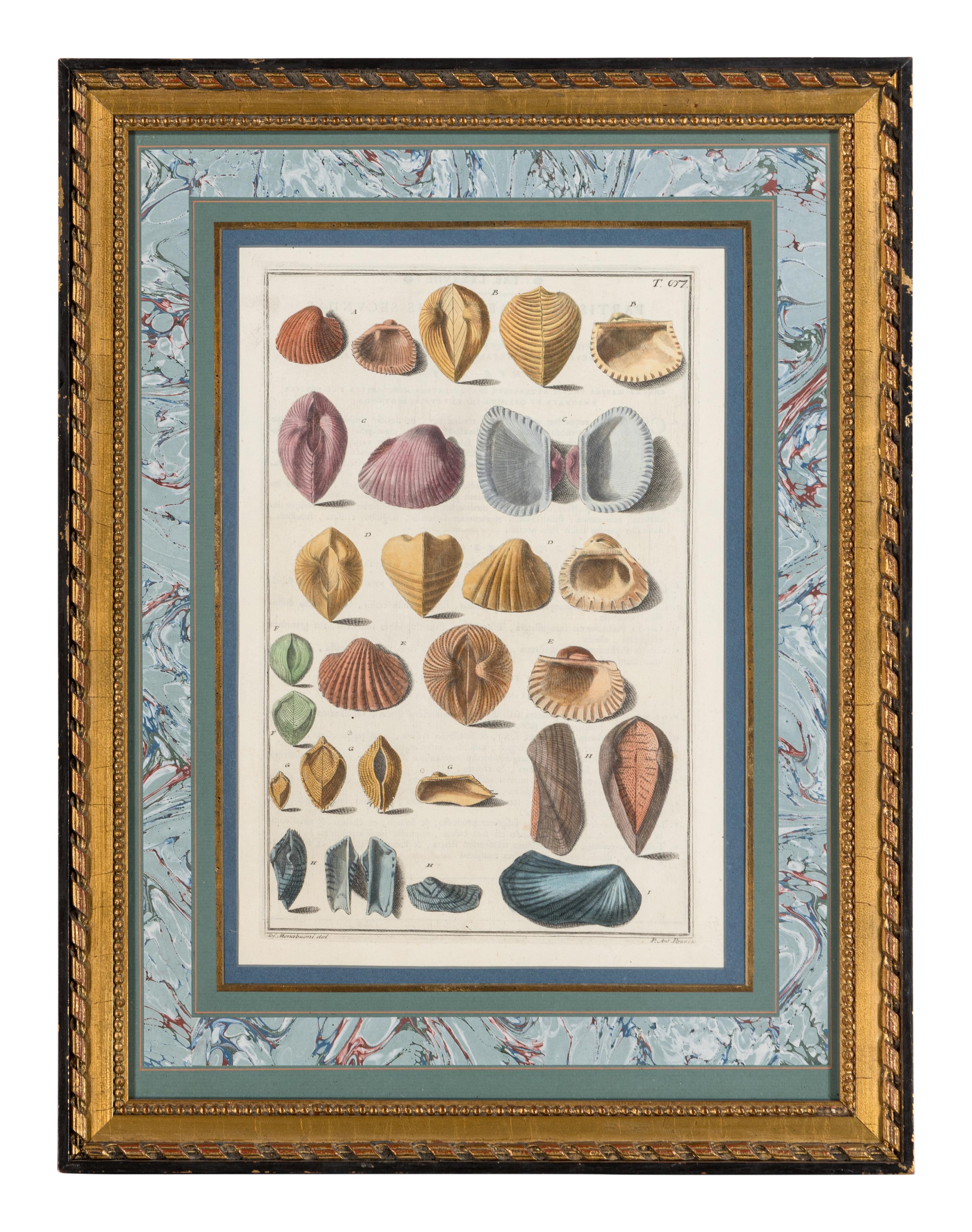 Five Framed Hand-Colored Engravings Depicting Mineral and Shell Specimens