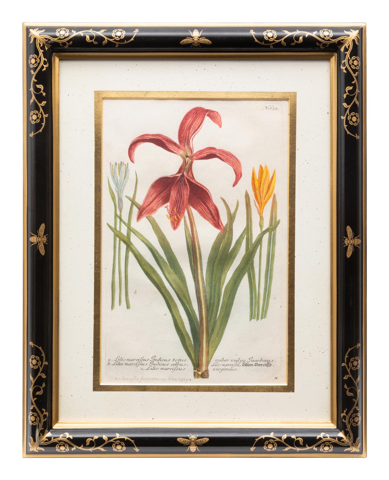A Group of Johannes Weinamann Botanical Prints from Phytanthoza Iconographia (1737-1745)