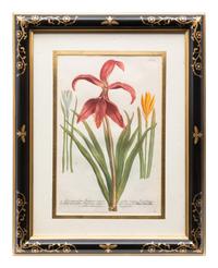 A Group of Johannes Weinamann Botanical Prints from Phytanthoza Iconographia (1737-1745)