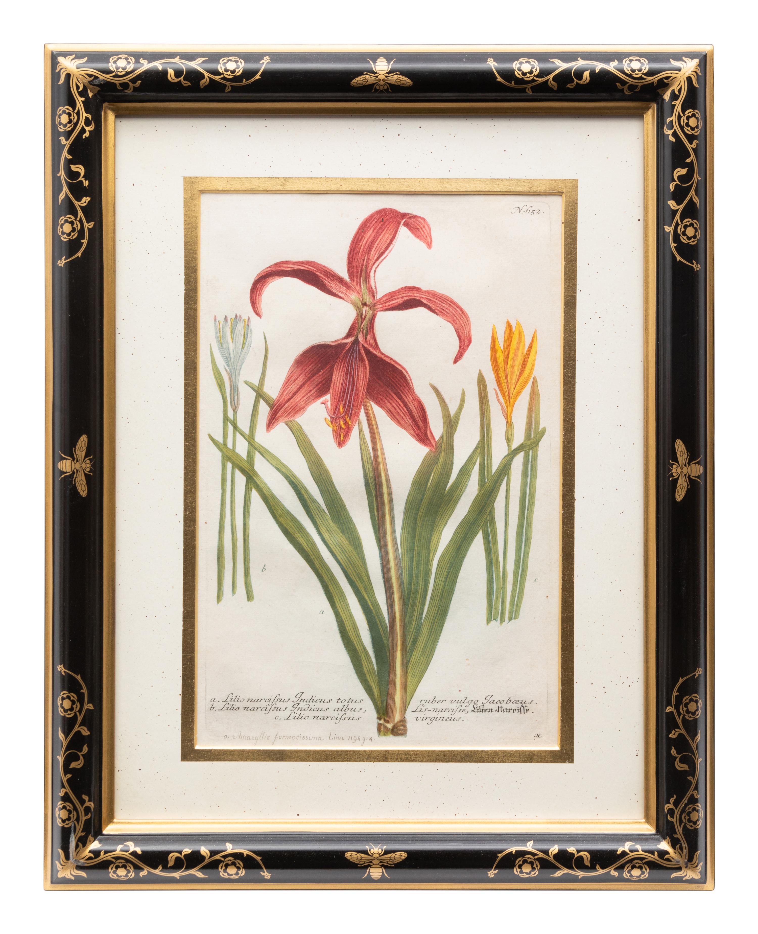 A Group of Johannes Weinamann Botanical Prints from Phytanthoza Iconographia (1737-1745)