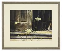 Queen Anne's Lace