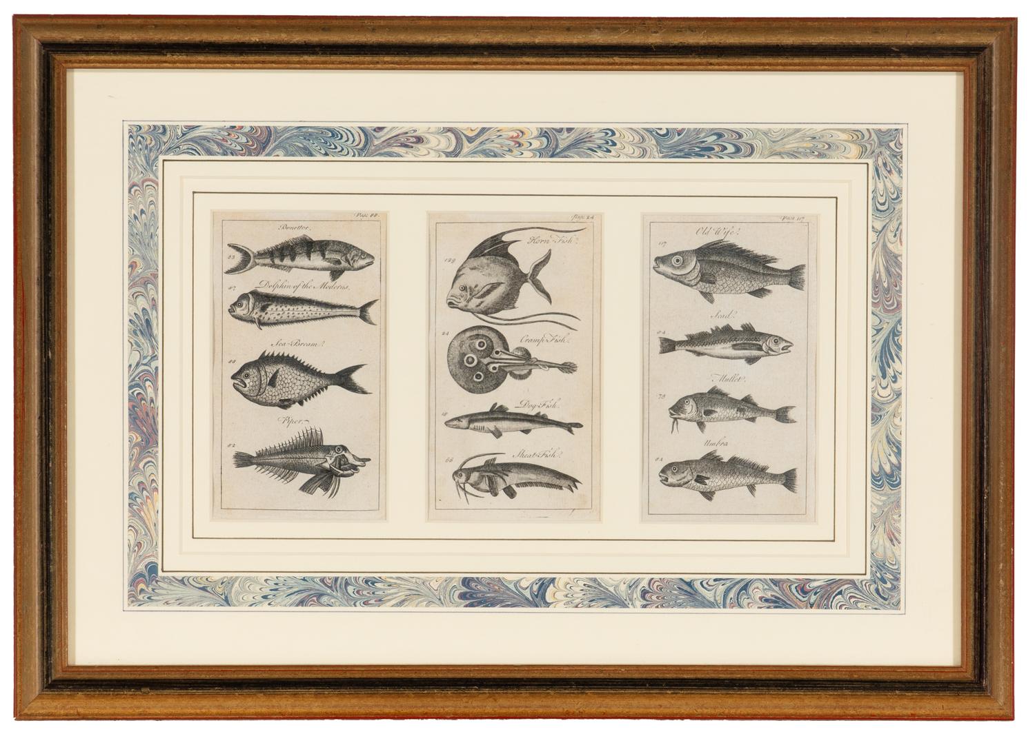 A Set of Seven Framed Groups of Ichthyological Engravings