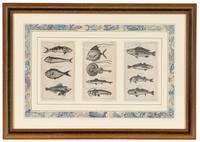 A Set of Seven Framed Groups of Ichthyological Engravings