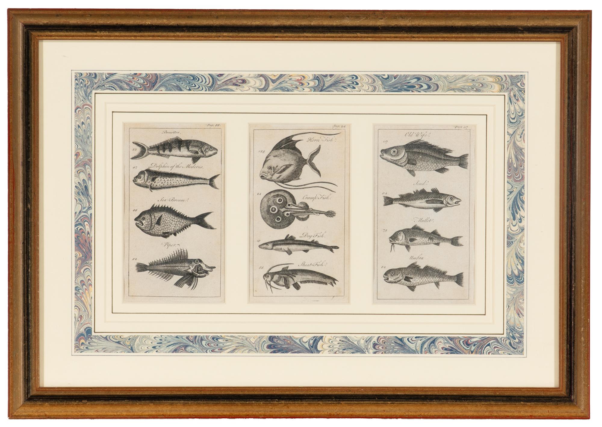 A Set of Seven Framed Groups of Ichthyological Engravings