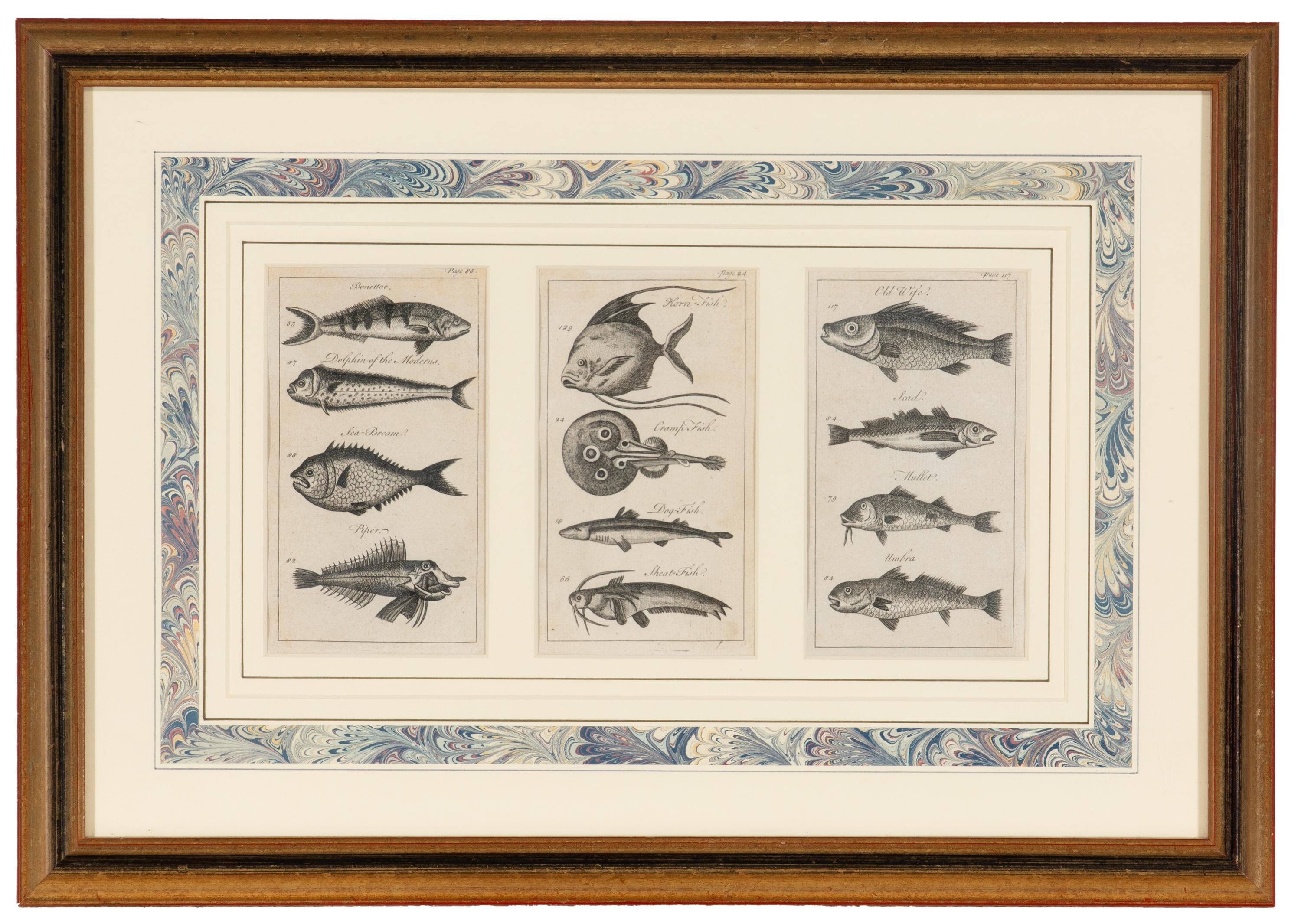 A Set of Seven Framed Groups of Ichthyological Engravings