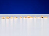 Inupiat Fossilized Walrus Ivory Labrets