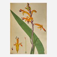 [Natural History] Andrews, Henry The Botanist’s Repository, For New, and Rare Plants. Containing Coloured Figures...