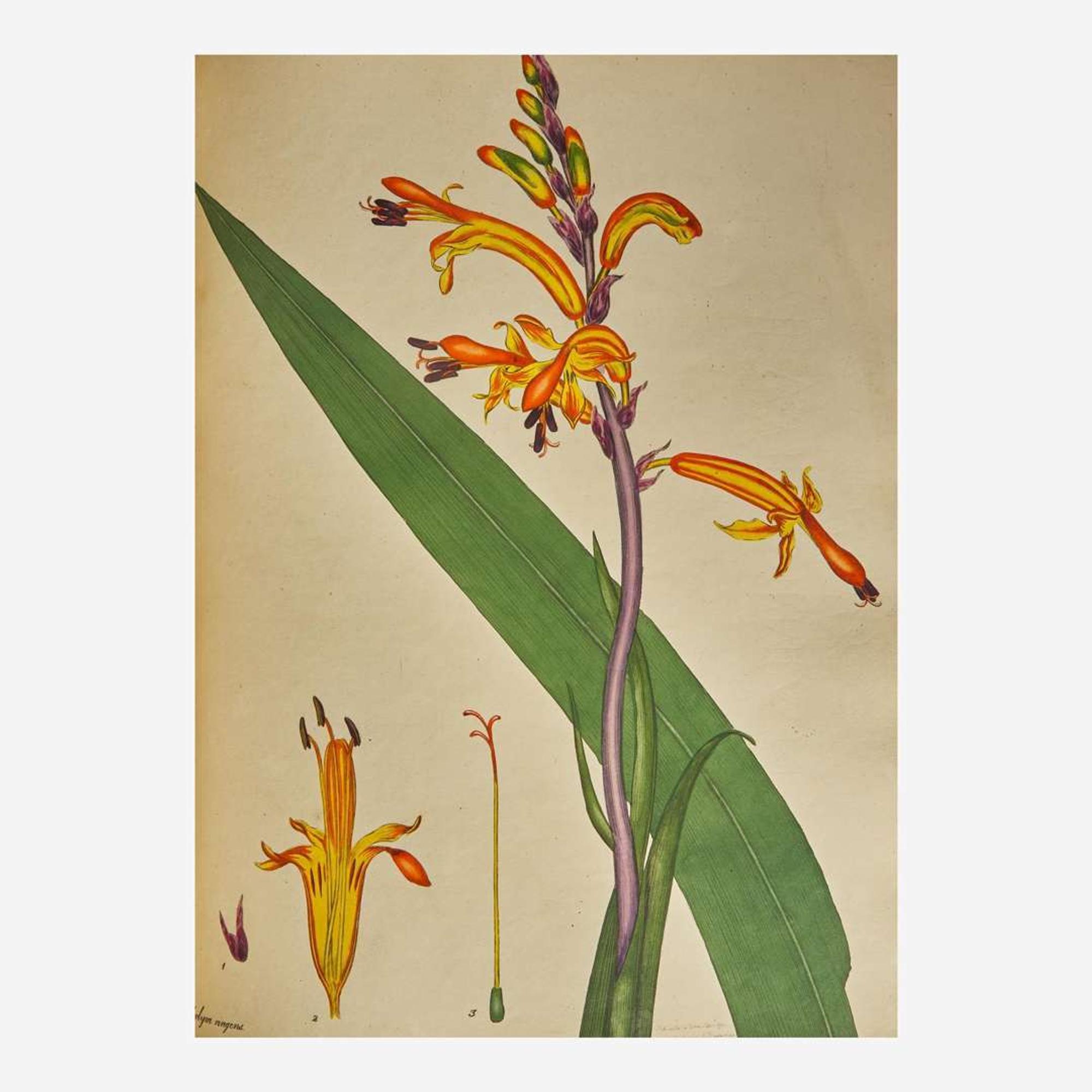 [Natural History] Andrews, Henry The Botanist’s Repository, For New, and Rare Plants. Containing Coloured Figures...