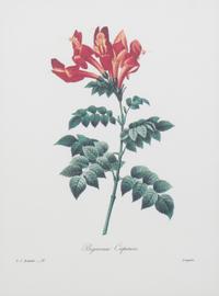 A Handcolored Engraving Height of frame 20 1/4 x width 17 1/4 inches.