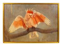 Cockatoo