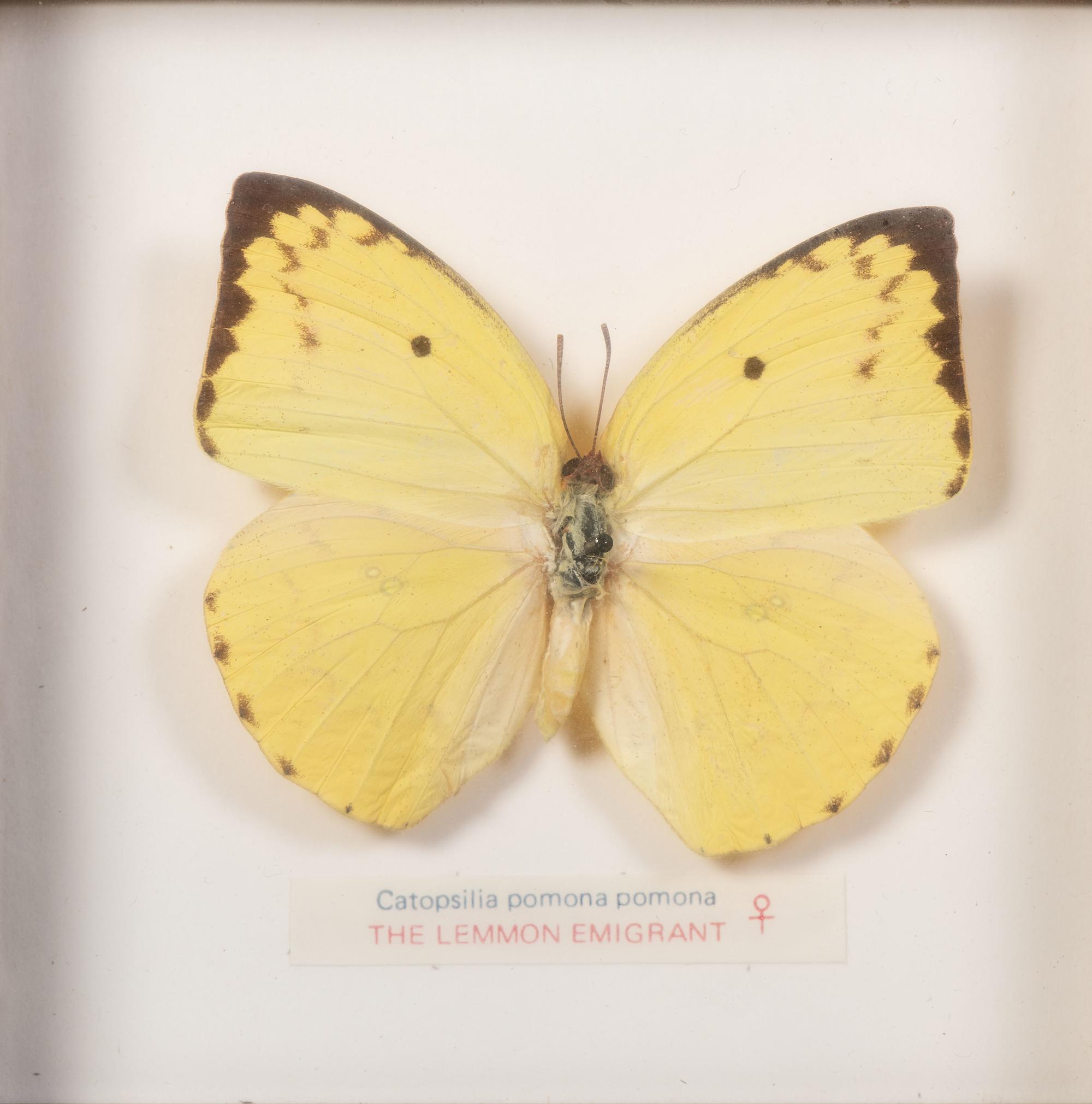 Thirty-One Framed Lepidopterological Specimens