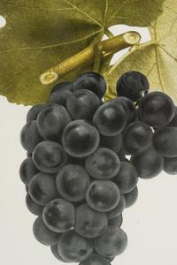 A Group of Six Grape Prints
