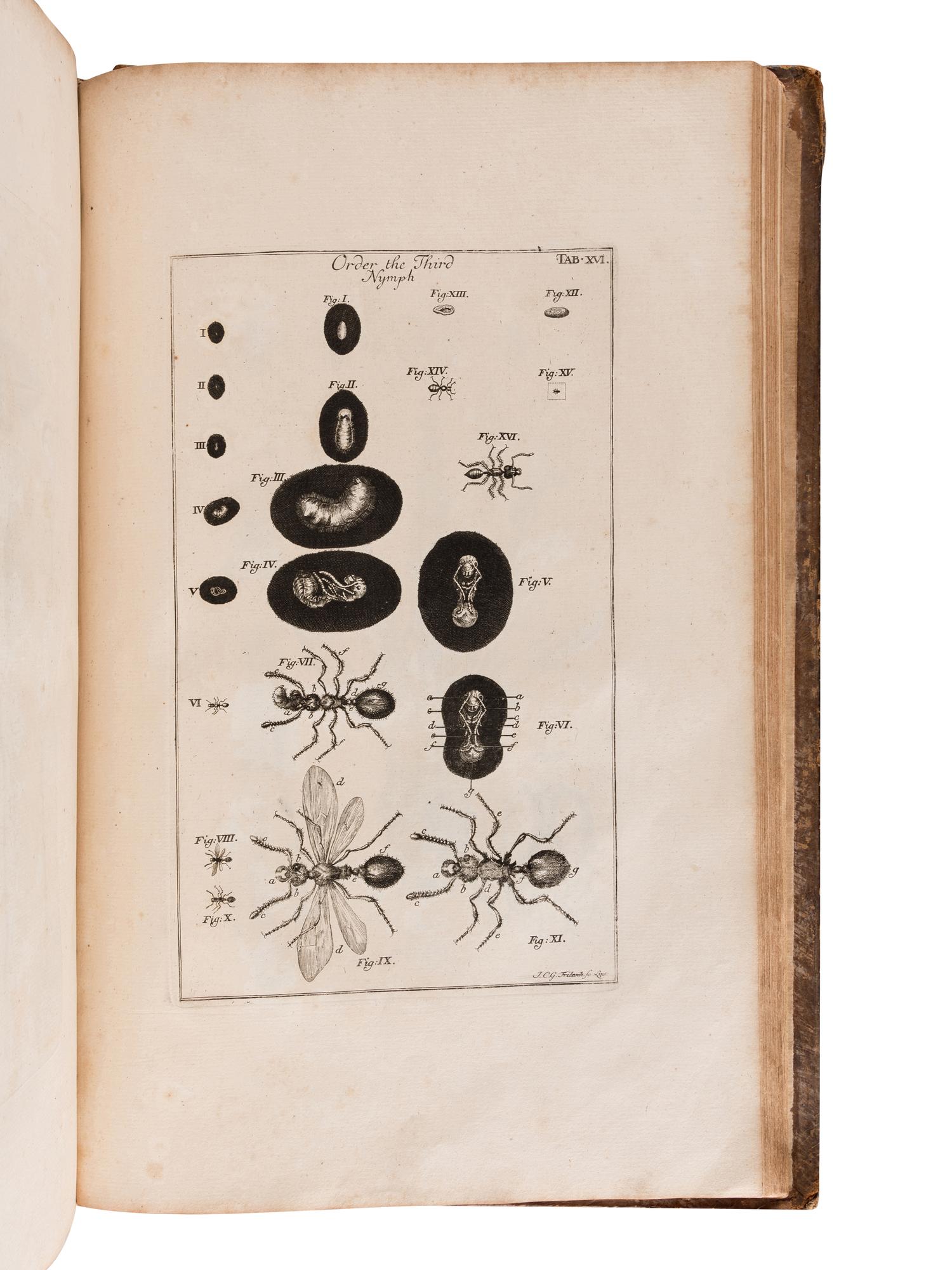 SWAMMERDAM, Jan (1637-1680). The Book of Nature; or, The History of Insects: Reduced to Distinct Classes, Confirmed by Particular Instances, Displayed in the Anatomical Analysis of Many Species .... London; for C. G. Seyffert, 1758.