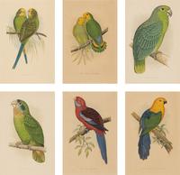 William Thomas Greene (English, 19th Century) — Parrots in Captivity (six plates, after Alexander F. Lydon)