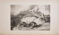 [Sporting] Scrope, William. The Art of Deer-Stalking...