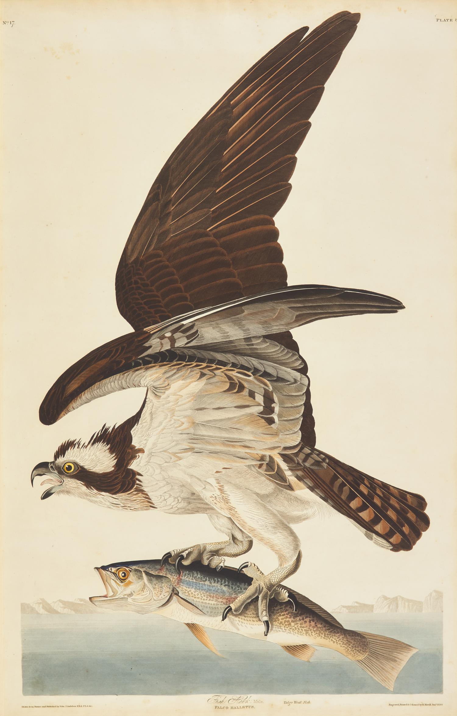 Audubon, John J(ames). Fish Hawk, Male