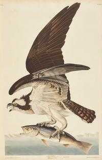Audubon, John J(ames). Fish Hawk, Male