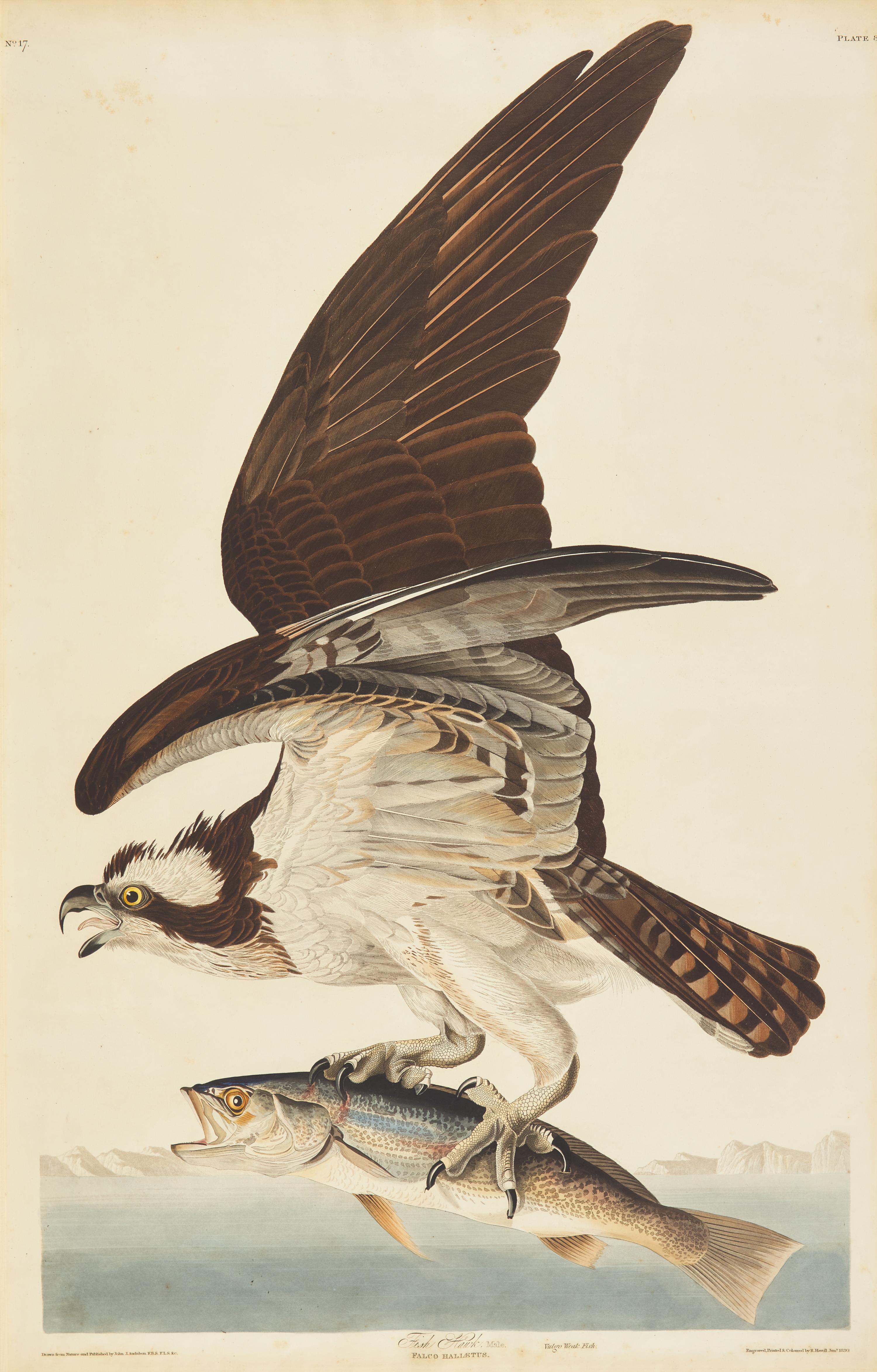 Audubon, John J(ames). Fish Hawk, Male