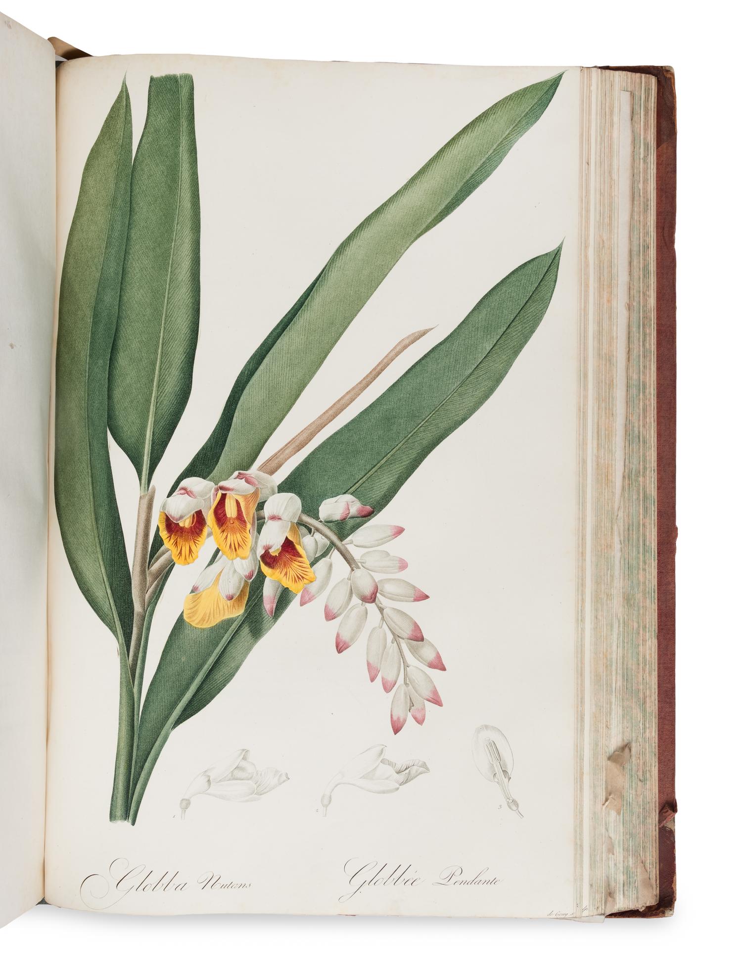 [NATURAL HISTORY]. REDOUTÉ, Pierre-Joseph (1759-1840). Les Liliacées . Paris: chez l'auteur, imprimerie de Didot jeune, 1802 [-1805].