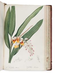 [NATURAL HISTORY]. REDOUTÉ, Pierre-Joseph (1759-1840). Les Liliacées . Paris: chez l'auteur, imprimerie de Didot jeune, 1802 [-1805].