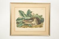 Lepus Americanus , Lepus Aquaticus , Lepus Nigricaudatus , and Lepus Palustris (Four Works)