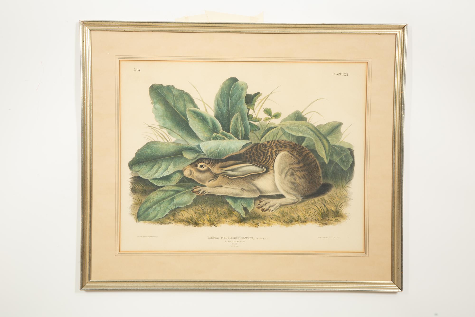 Lepus Americanus , Lepus Aquaticus , Lepus Nigricaudatus , and Lepus Palustris (Four Works)