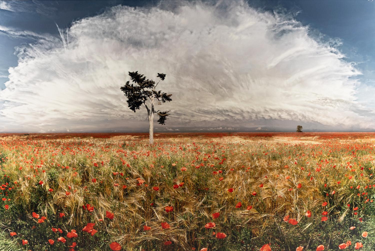Jean-François Rauzier (born 1952) Coquelicots (Poppies), 2003
