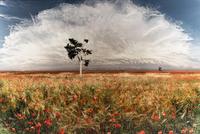 Jean-François Rauzier (born 1952) Coquelicots (Poppies), 2003