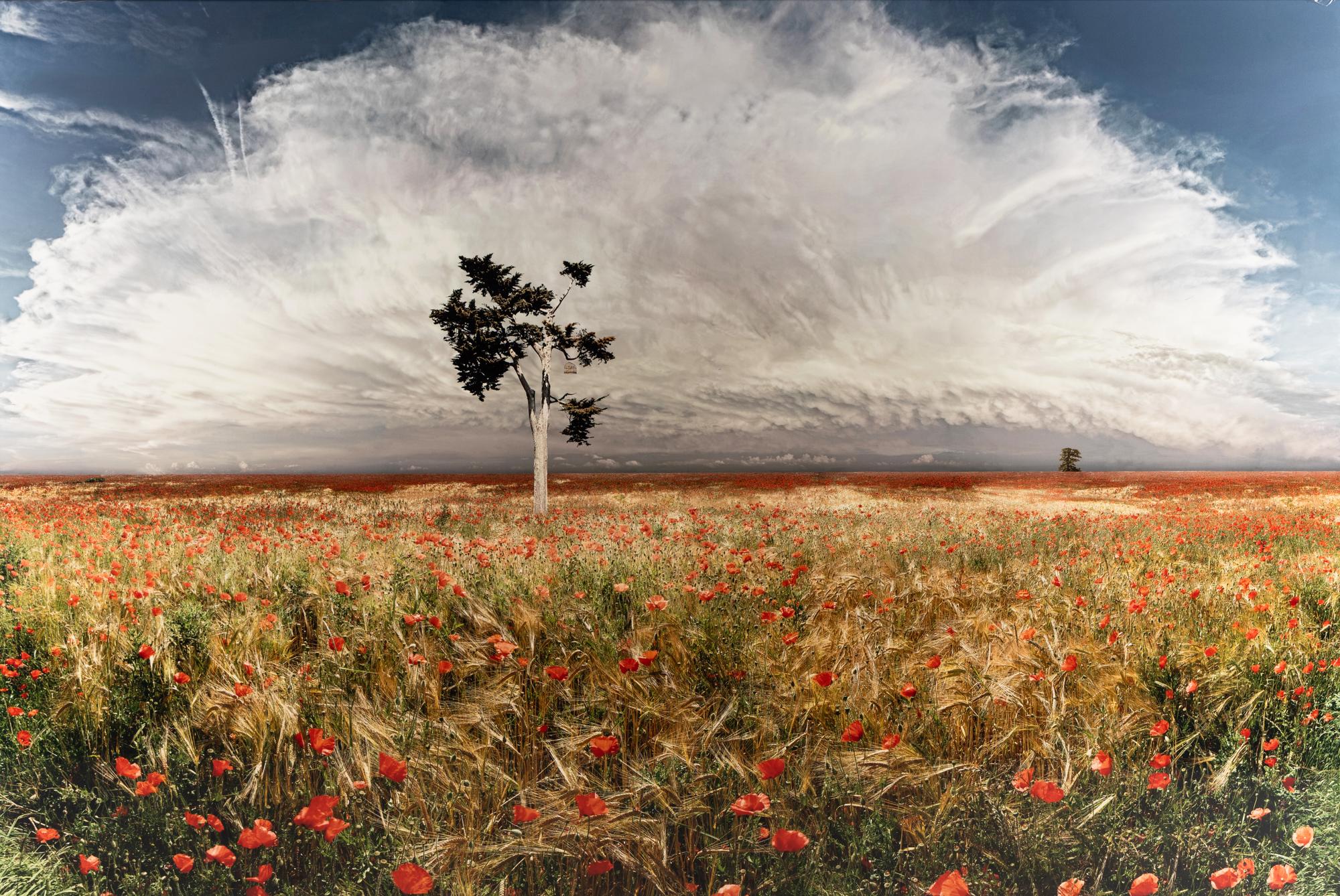 Jean-François Rauzier (born 1952) Coquelicots (Poppies), 2003